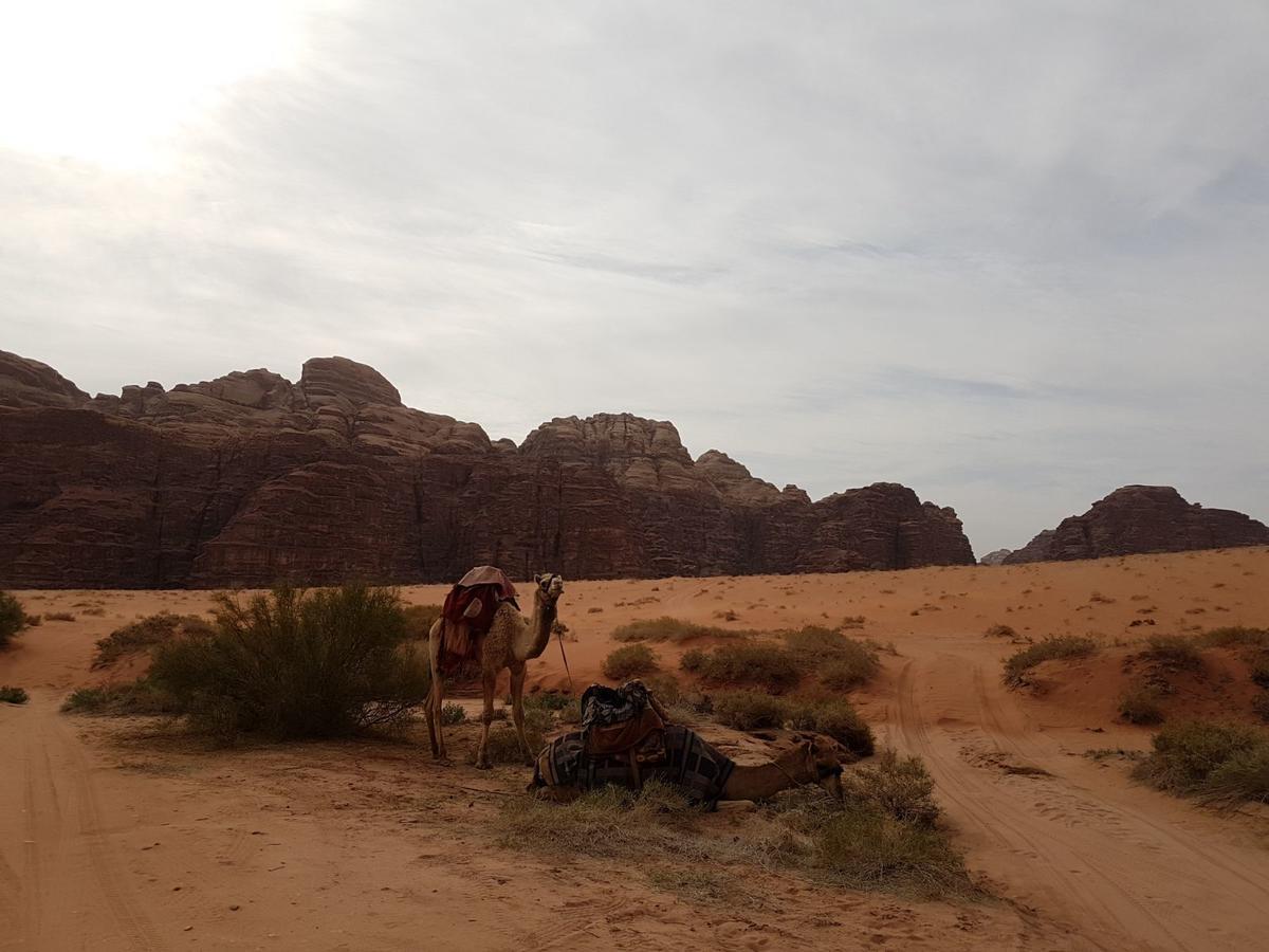 Wadi Rum Nature Tours And Camp Exteriör bild